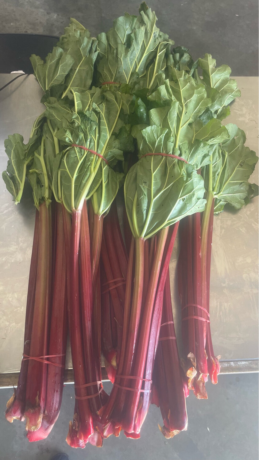 Rhubarb