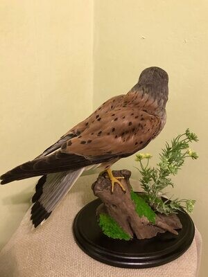 Falcos tinnunculus