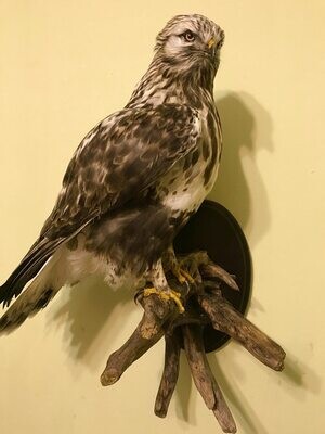 Buteo lagopus