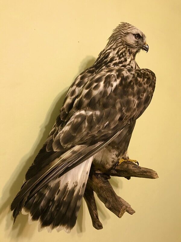 Buteo lagopus
