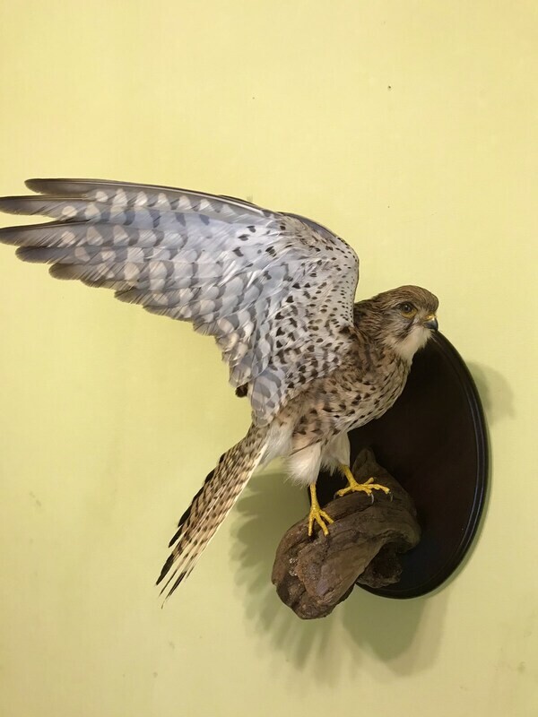 Falco tinnunculus