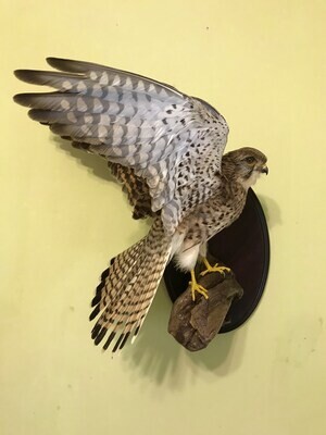 Falco tinnunculus