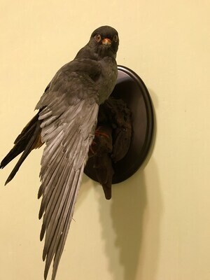 Falco vespertinus