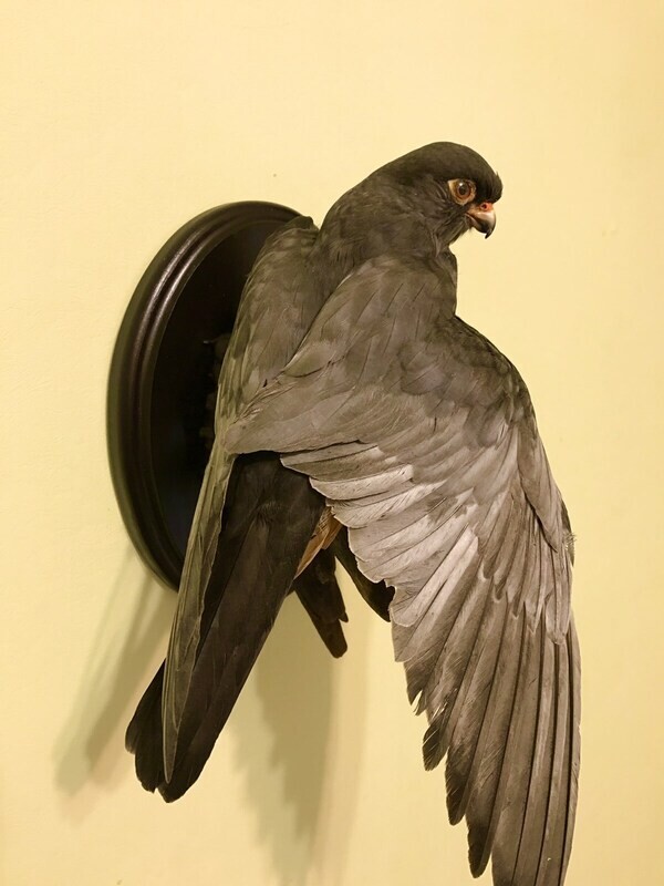 Falco vespertinus