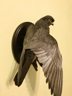 Falco vespertinus