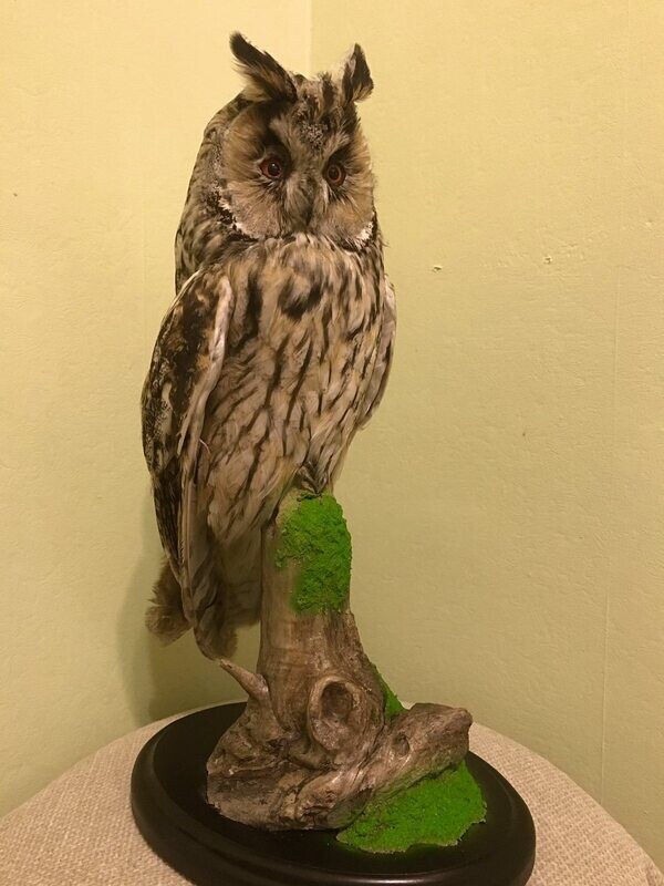 Asio otus