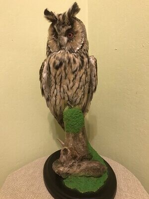 Asio otus