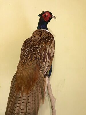 Phasianus colchicus