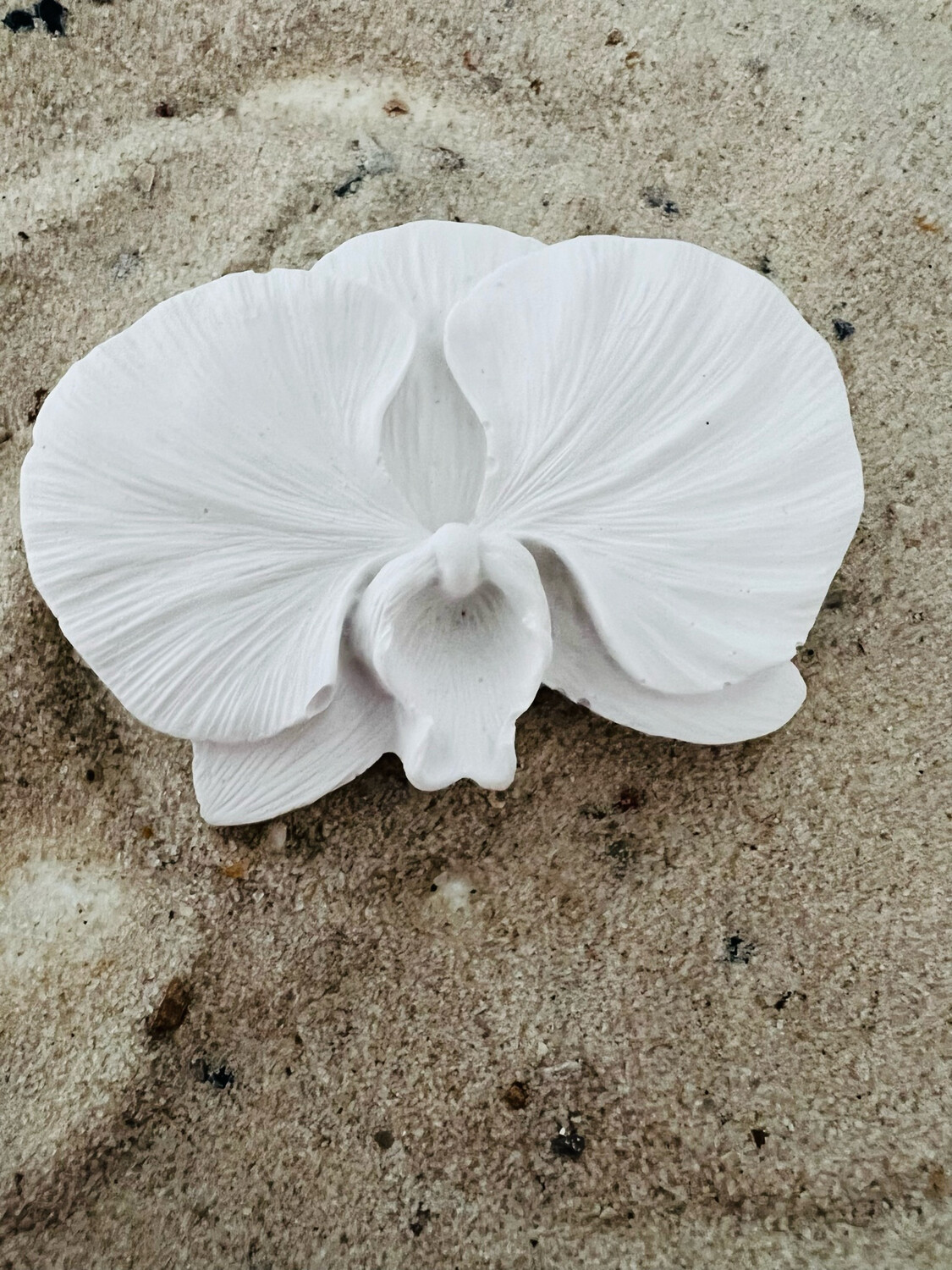 Orchideen-Blüte