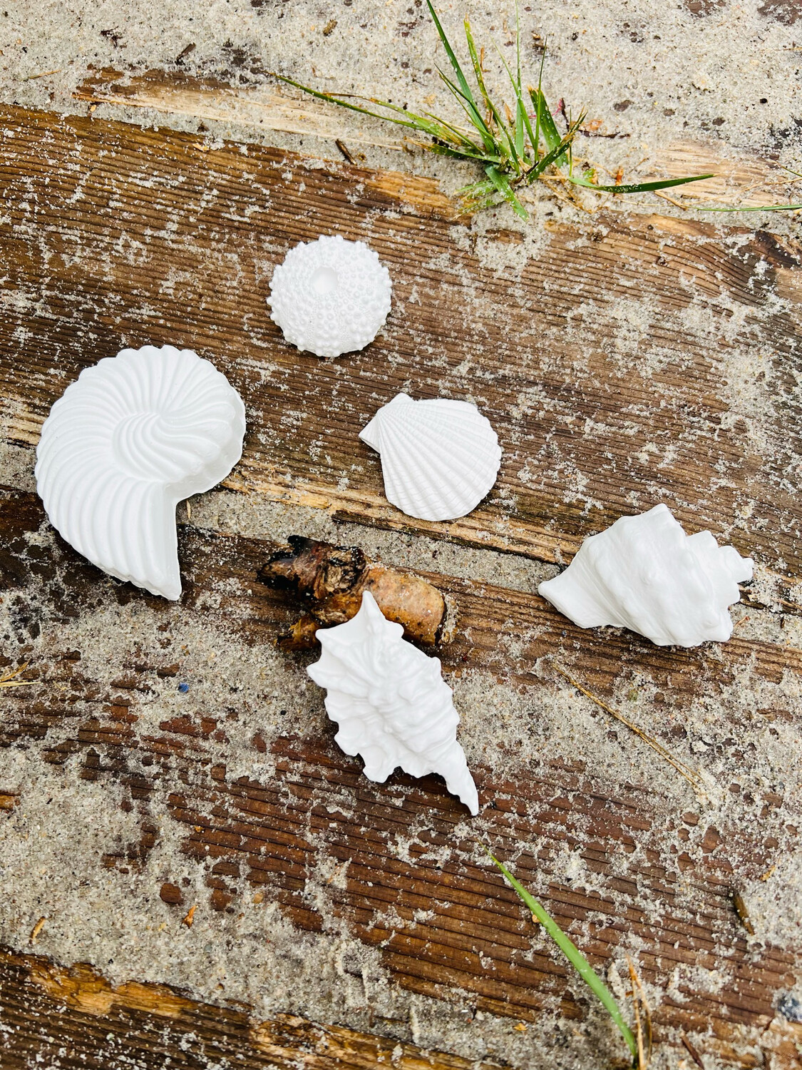 Muscheln aus eigener Zucht - 5er-Pack