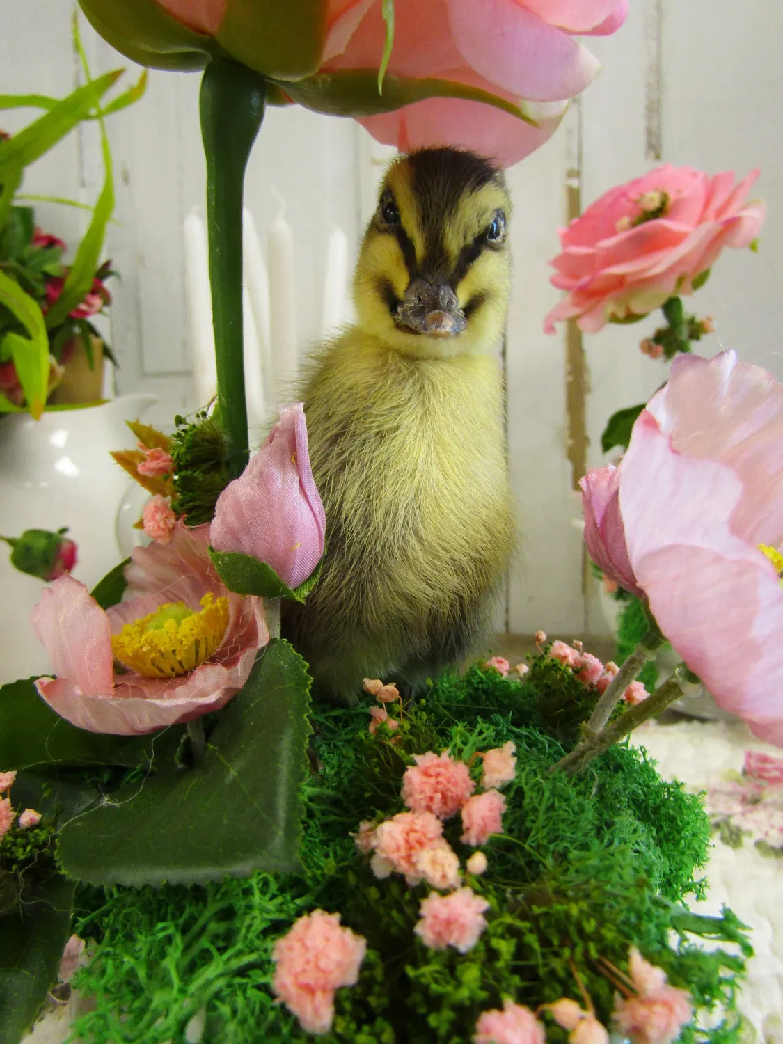 Taxidermy chick under large pink rose in moss and florals filled creamer table decor or gift idea Anita Spero Design