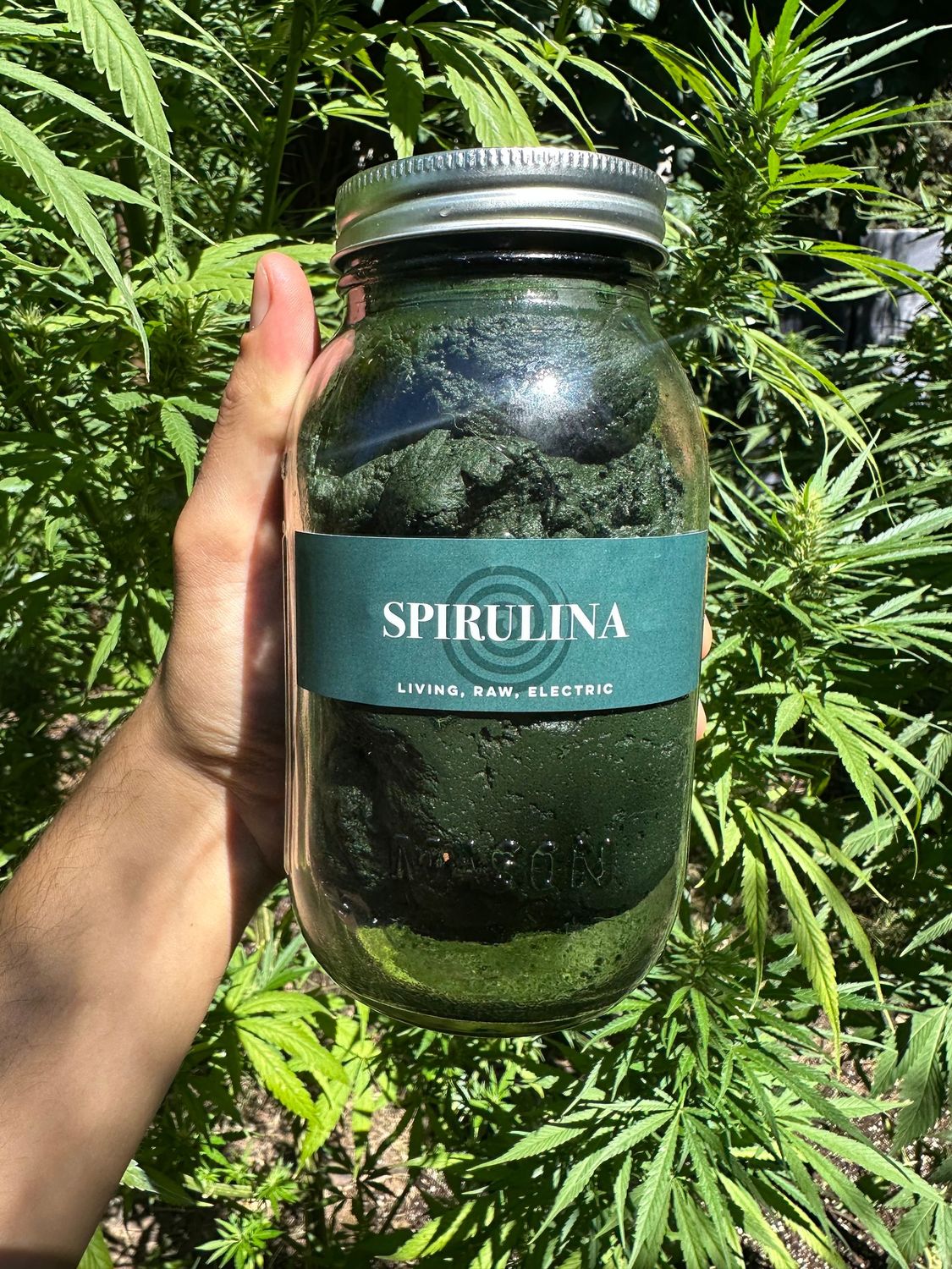 Living Spirulina
