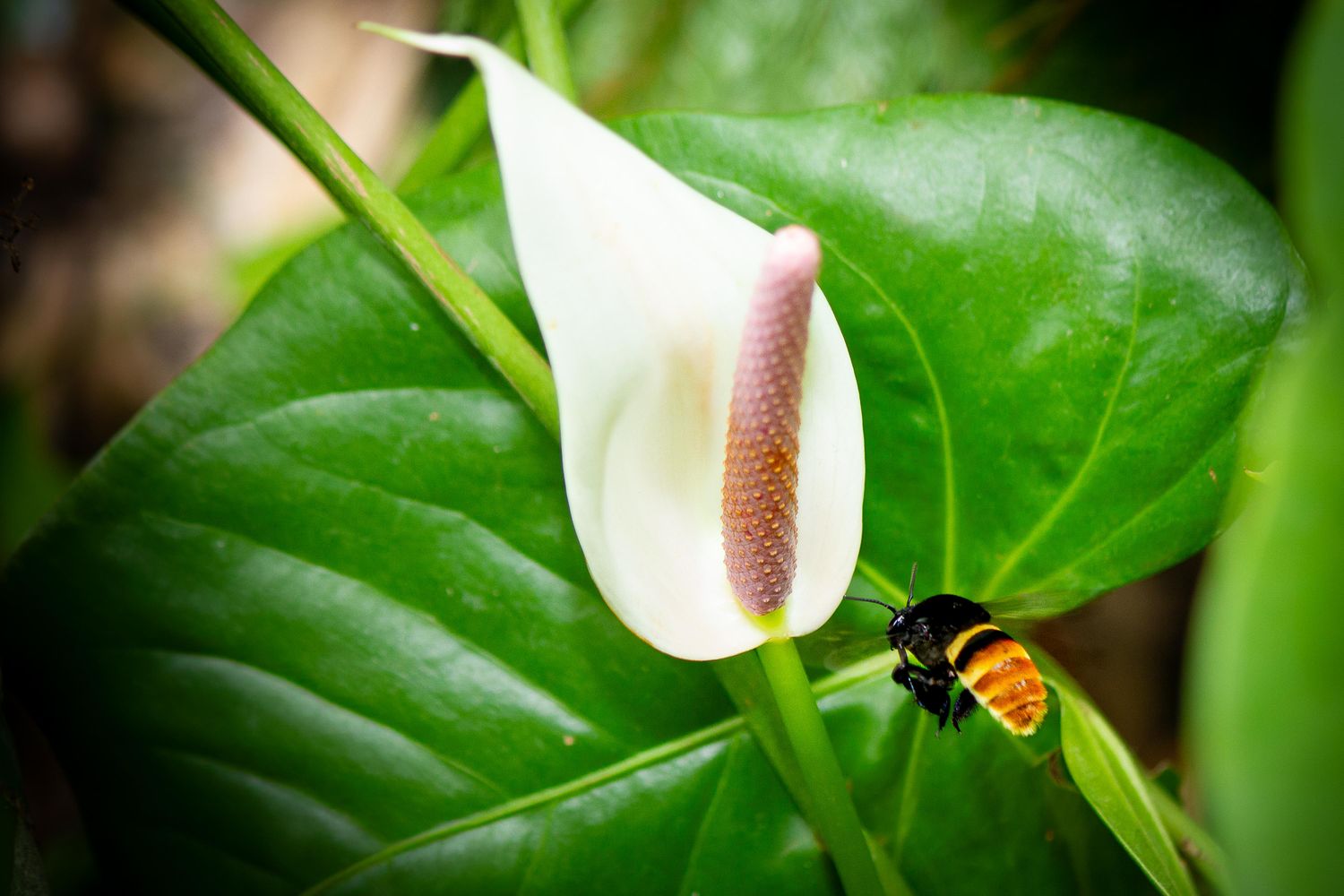 Intention Before Action