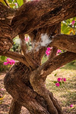 Breath of the Ancients