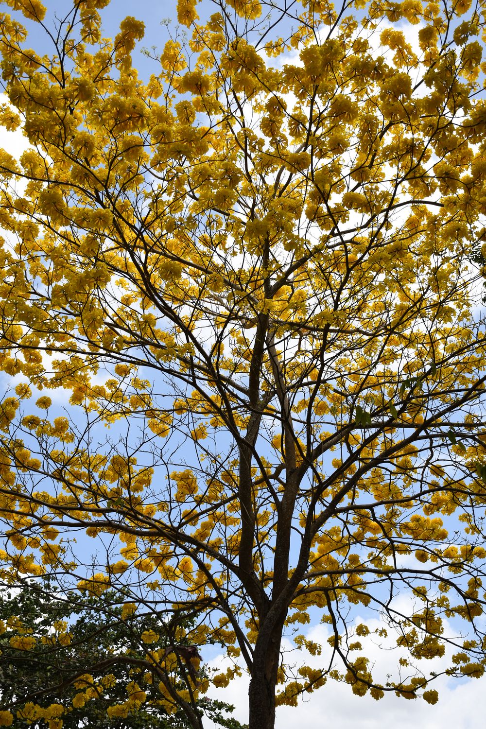 In Bloom