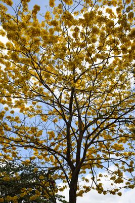 In Bloom