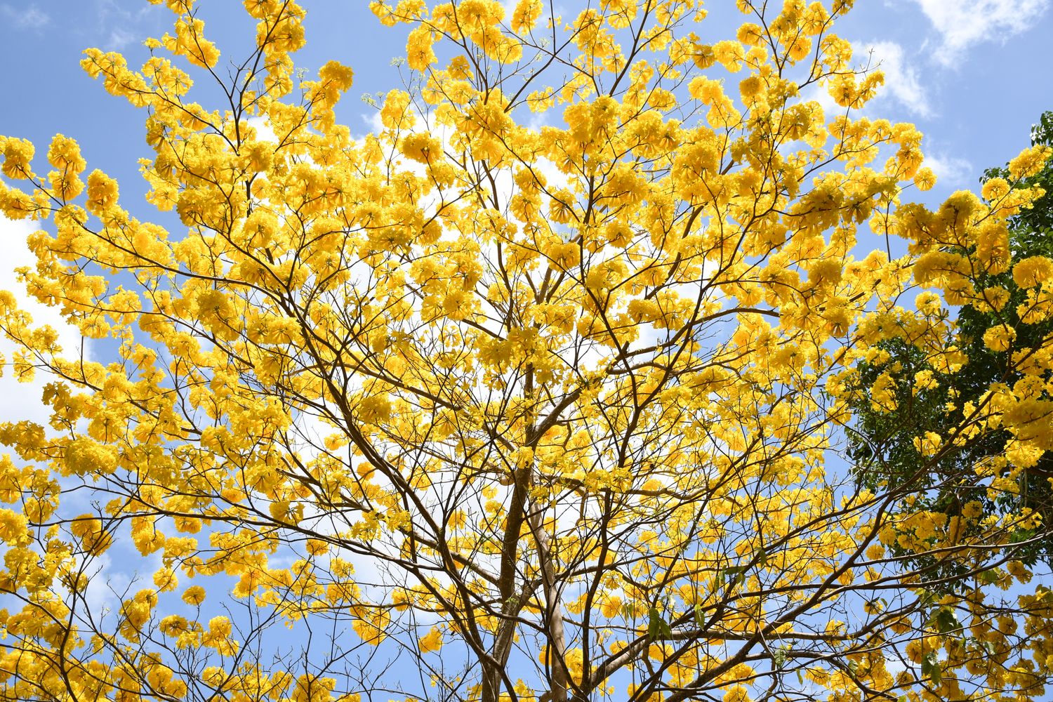 Yellow Glory