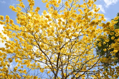 Yellow Glory