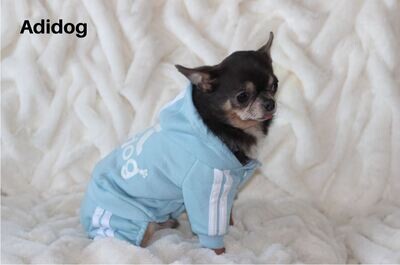 Adidog Survêtement bleu Cotton ouaté
