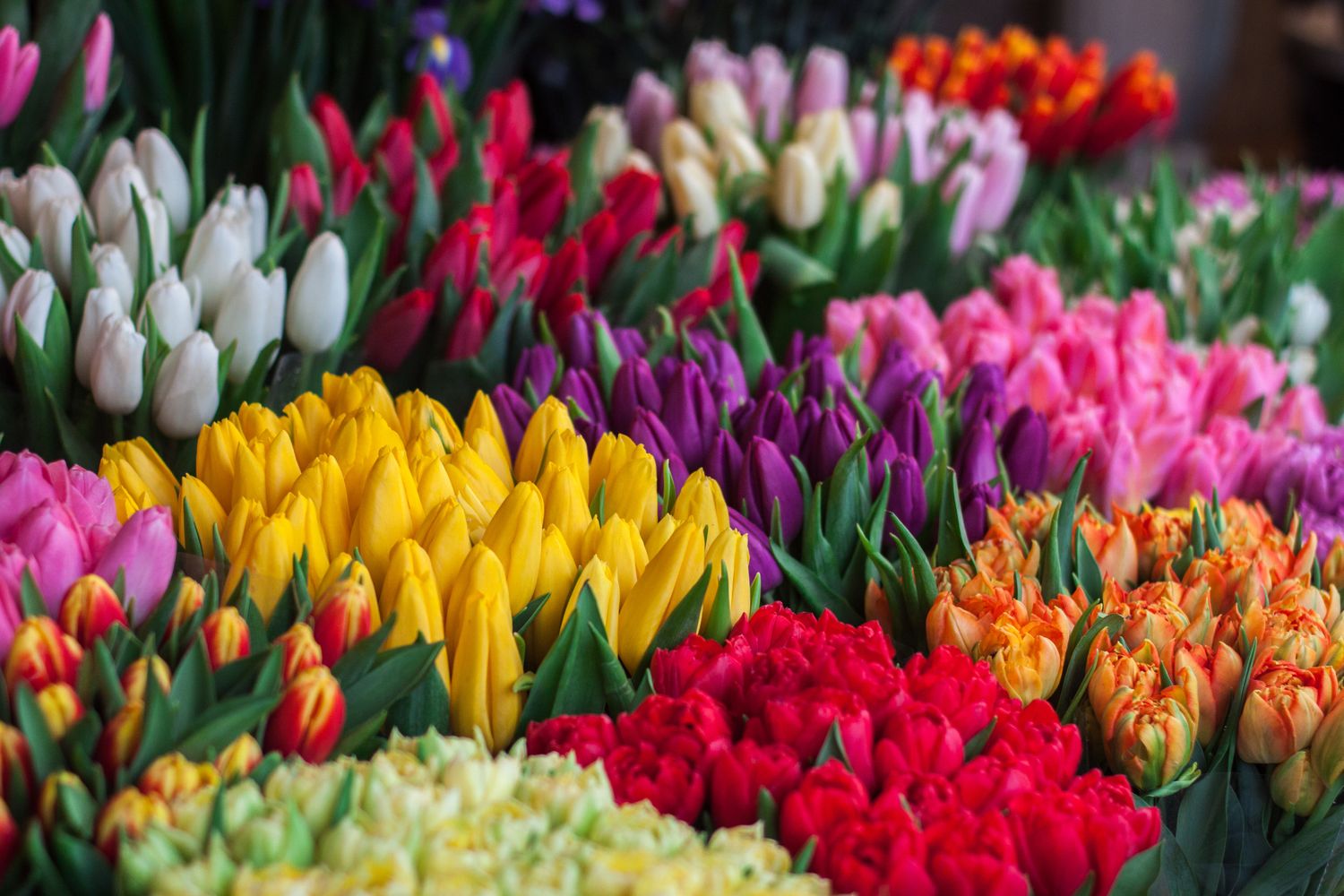 Donation - Epitaphio Flowers