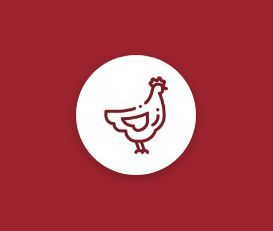 Preparati di Pollo