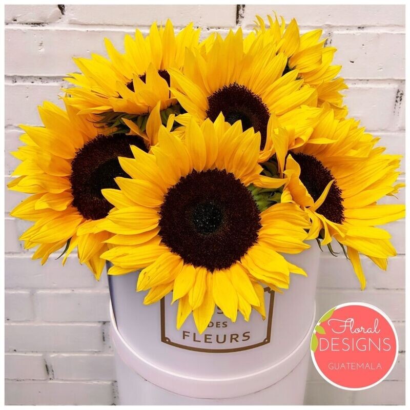 Roundbox Delux MF de Girasoles