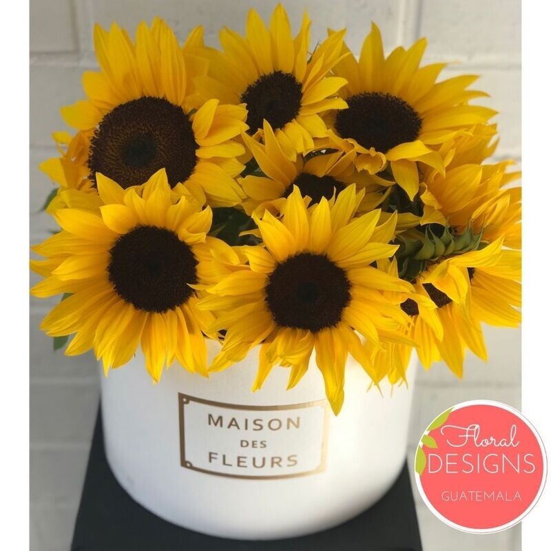 Roundbox Delux MF de Girasoles