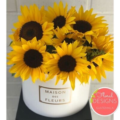 Roundbox Delux MF de Girasoles