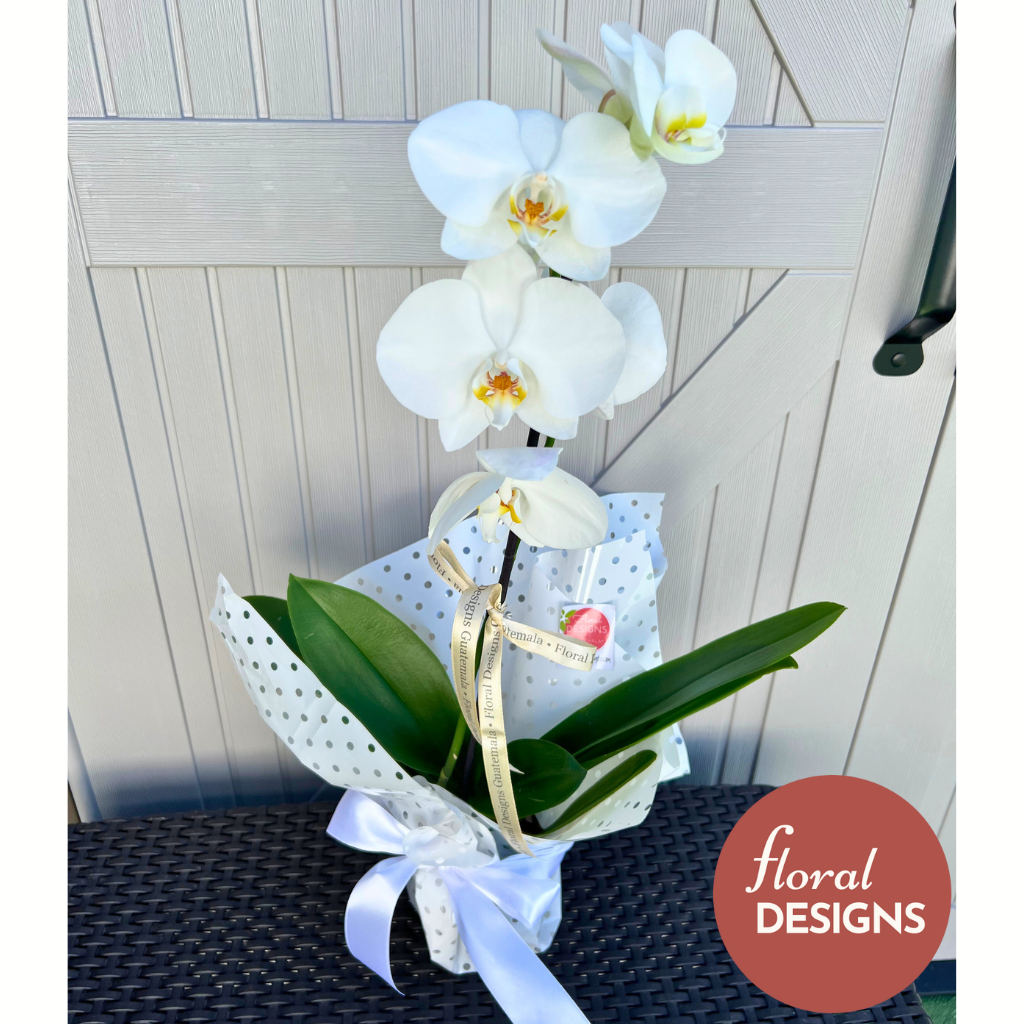 Orquídea blanca de un tallo