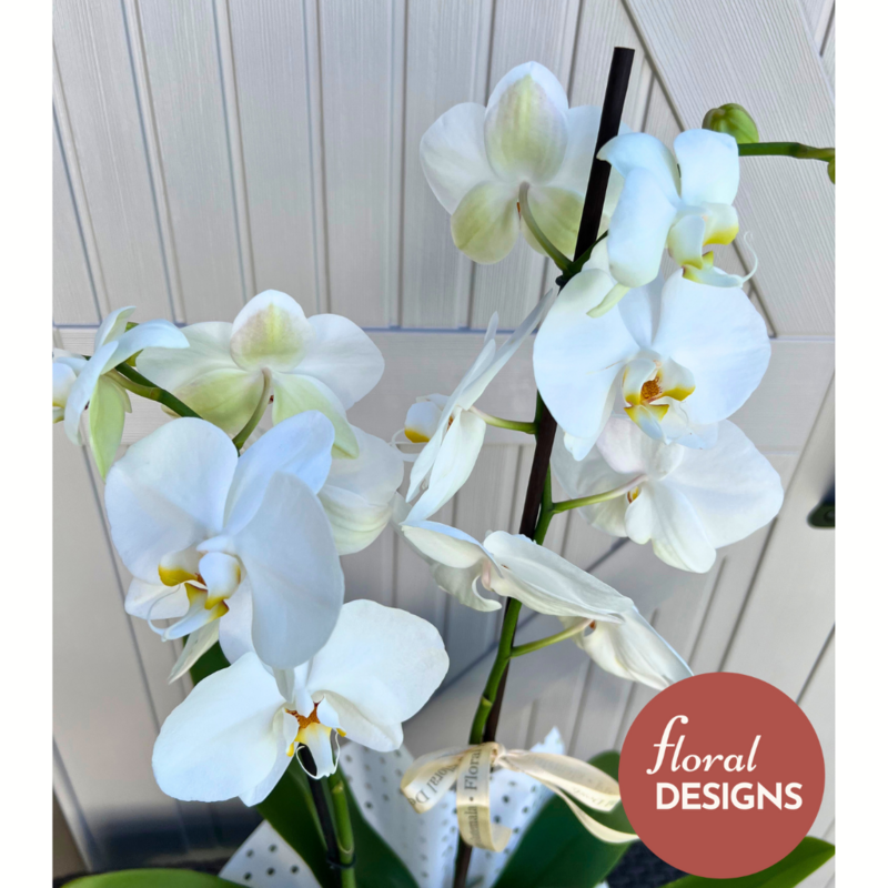 Orquídea en maceta dos tallos