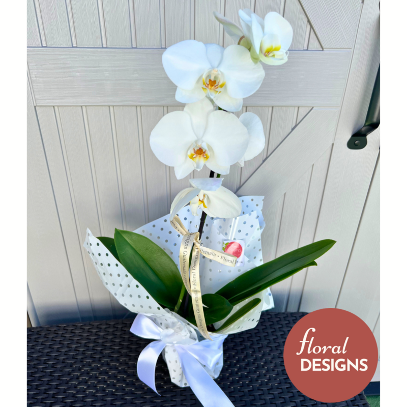 Orquídea en maceta un tallo