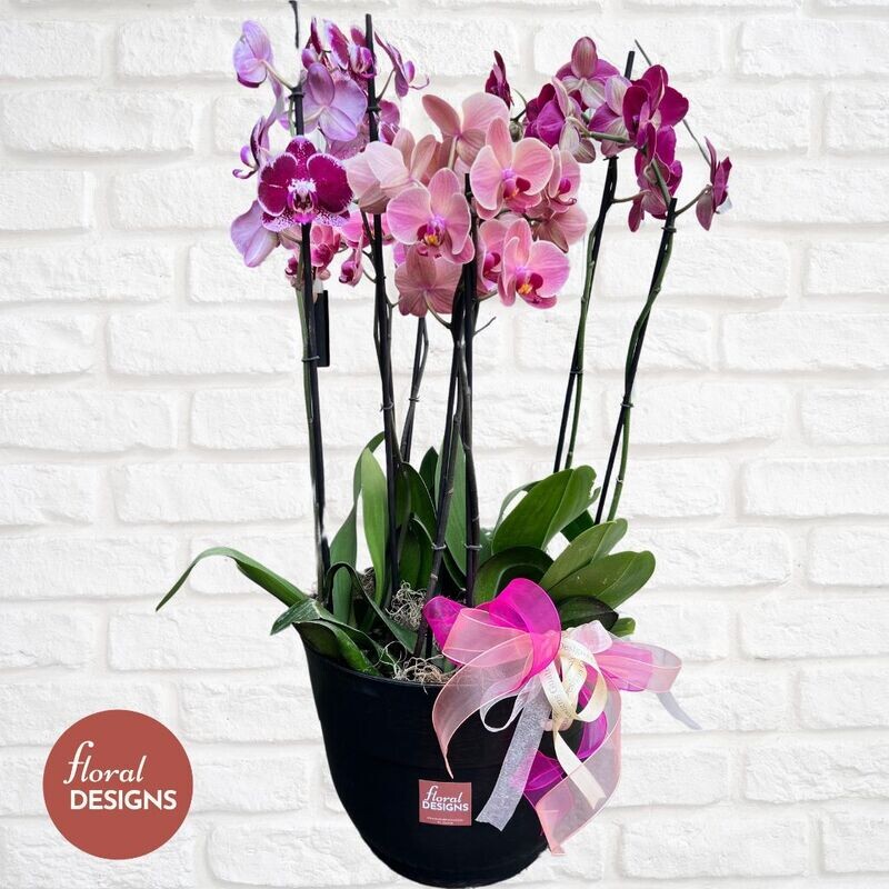 Maceta XL de 4 orquídeas