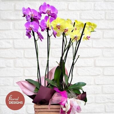 Caja de 2 orquídeas