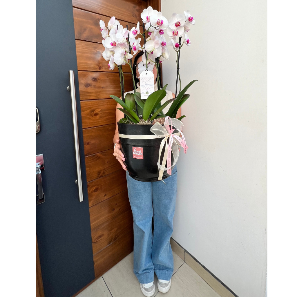 Maceta XL de 4 orquídeas