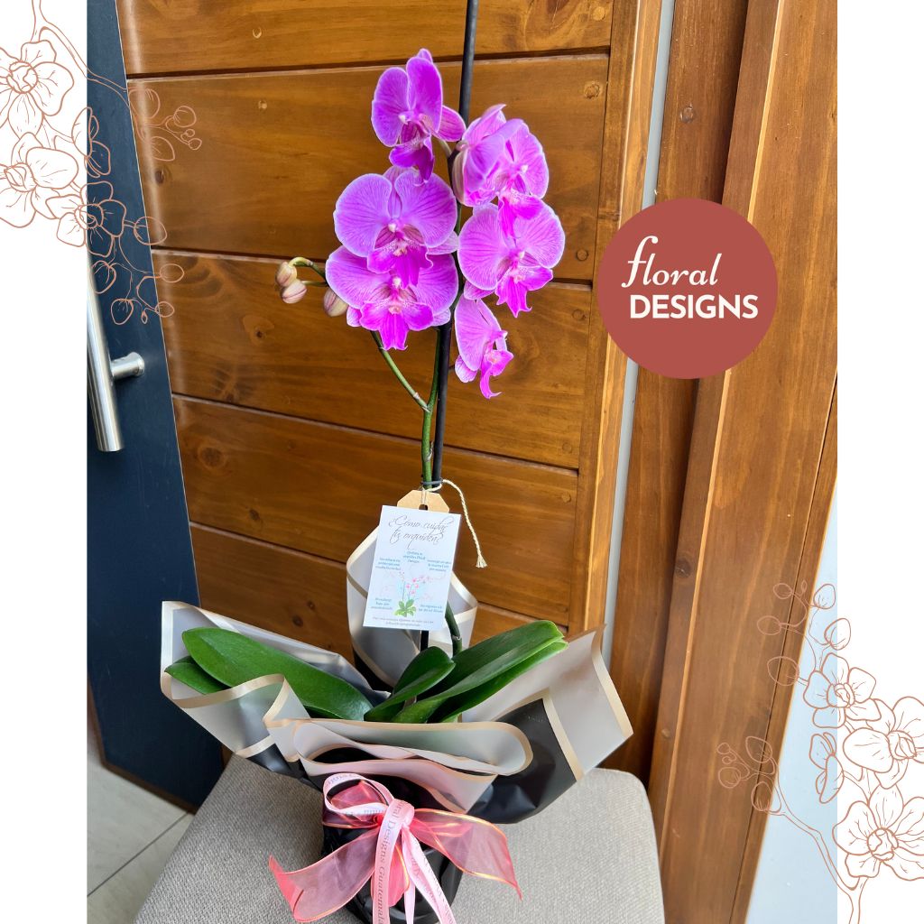 Orquídea Phalaenopsis