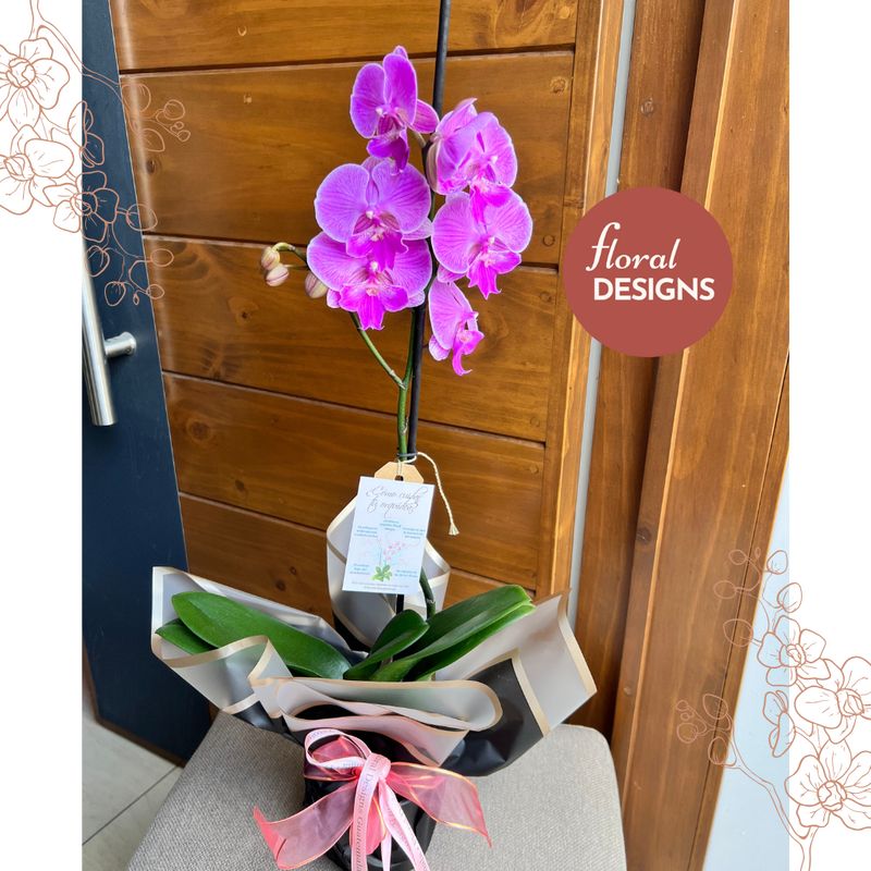 Orquídea Phalaenopsis