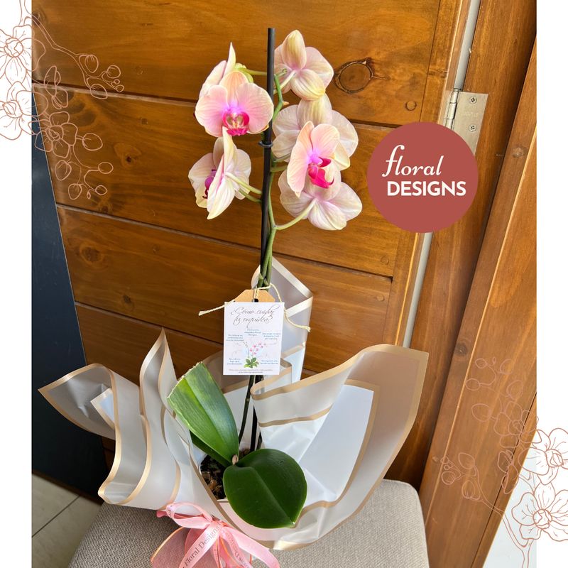 Orquídea Phalaenopsis