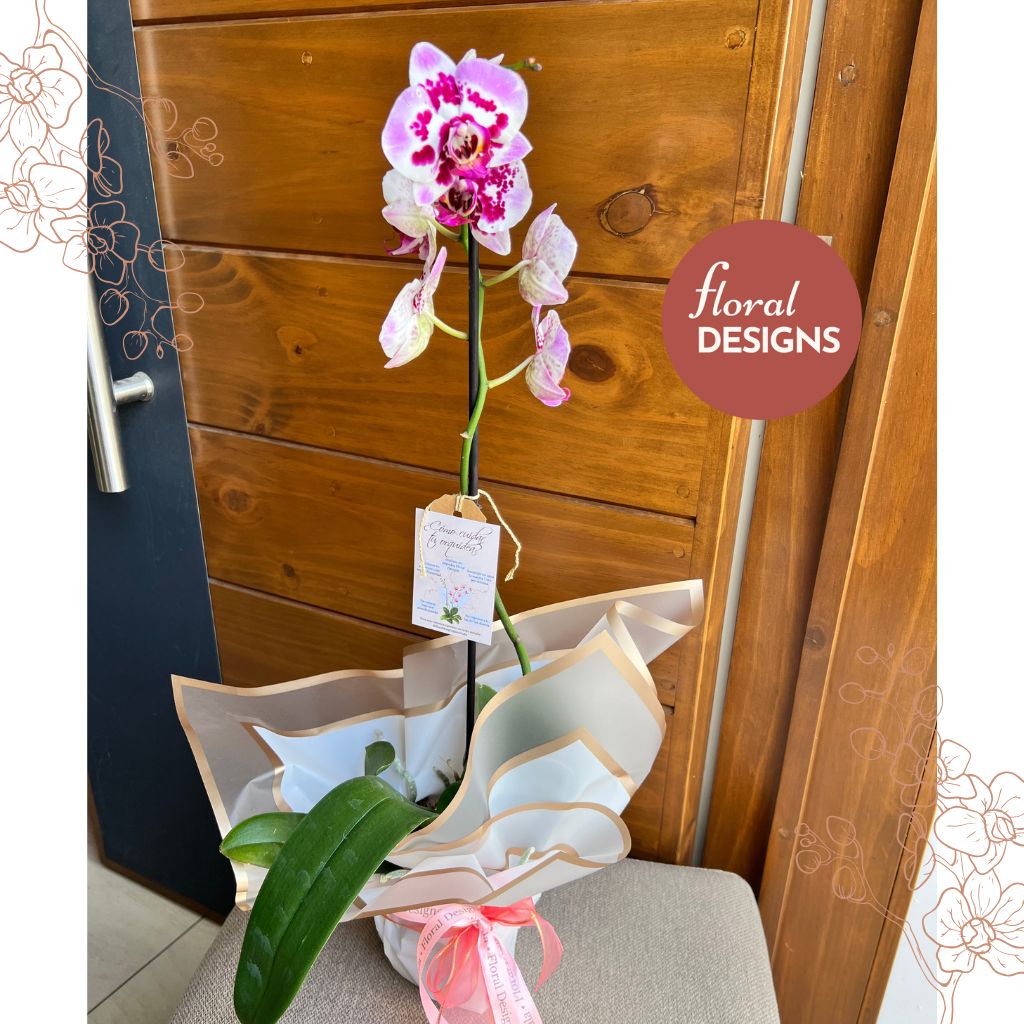 Orquídea Phalaenopsis