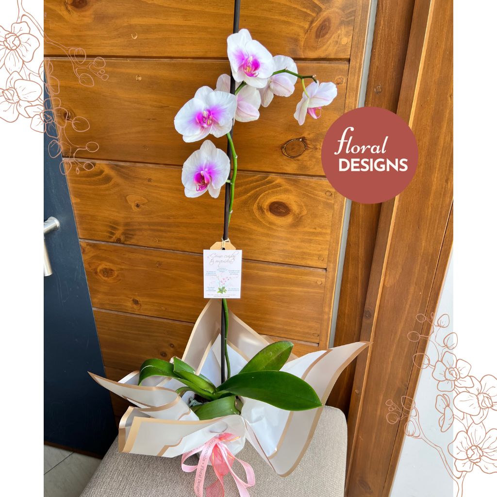 Orquídea Phalaenopsis