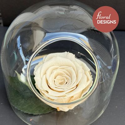 Rosa preservada crema en cápsula de cristal