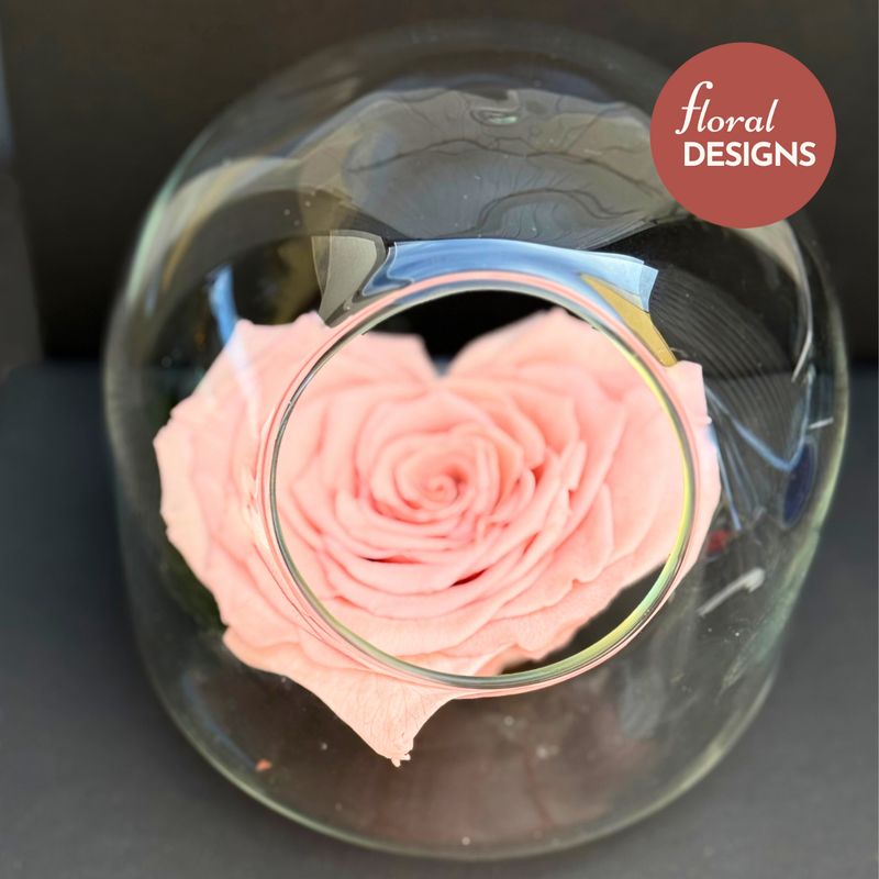 Rosa preservada XL en capsula de cristal