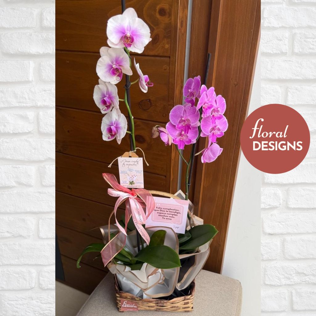 Caja de 2 orquídeas