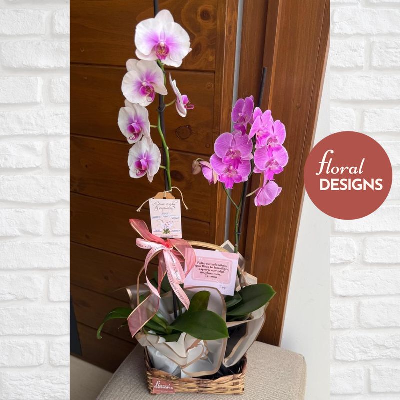 Cesta de 2 orquídeas