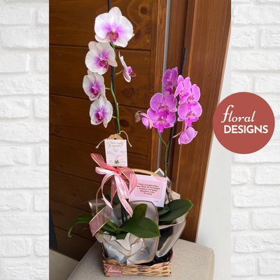 Caja de 2 orquídeas