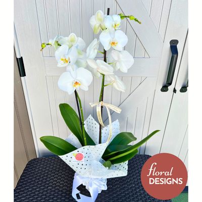 Orquídea en maceta dos tallos