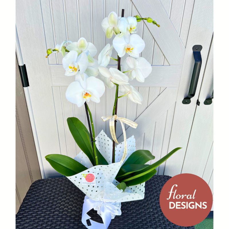 Orquídea en maceta dos tallos