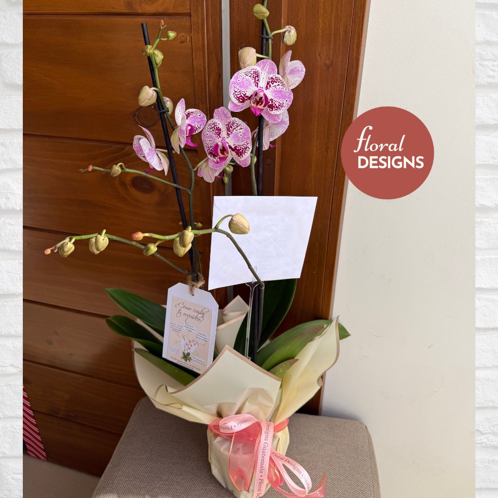 Orquídea Phalaenopsis