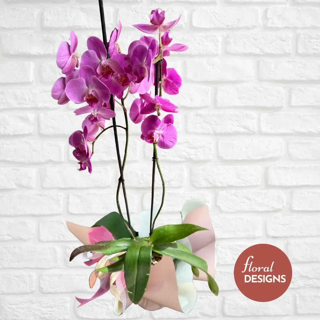 Orquídea Candy de dos tallos