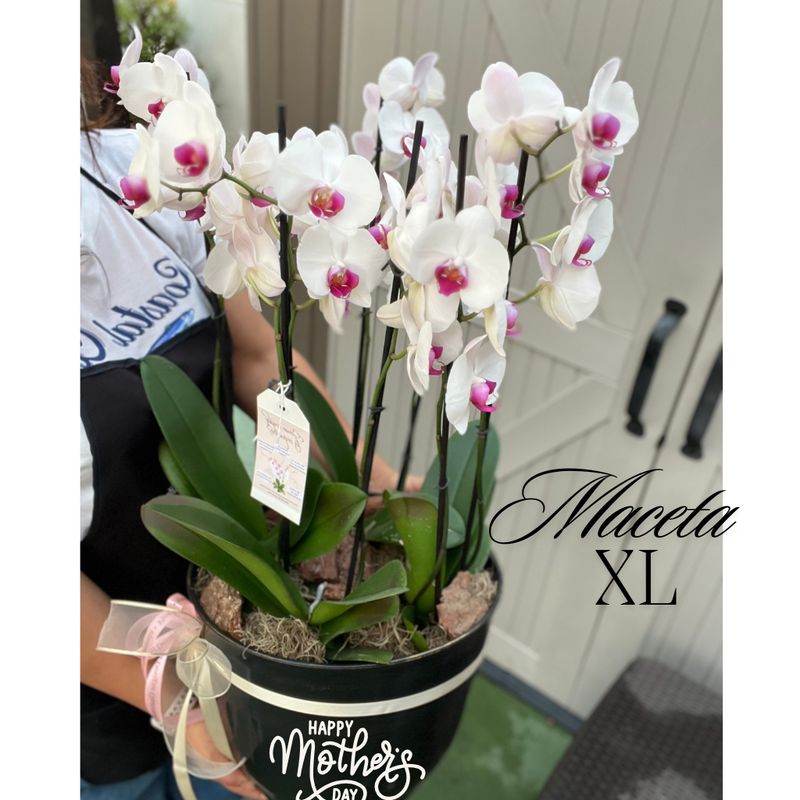 Maceta XL de 4 orquídeas