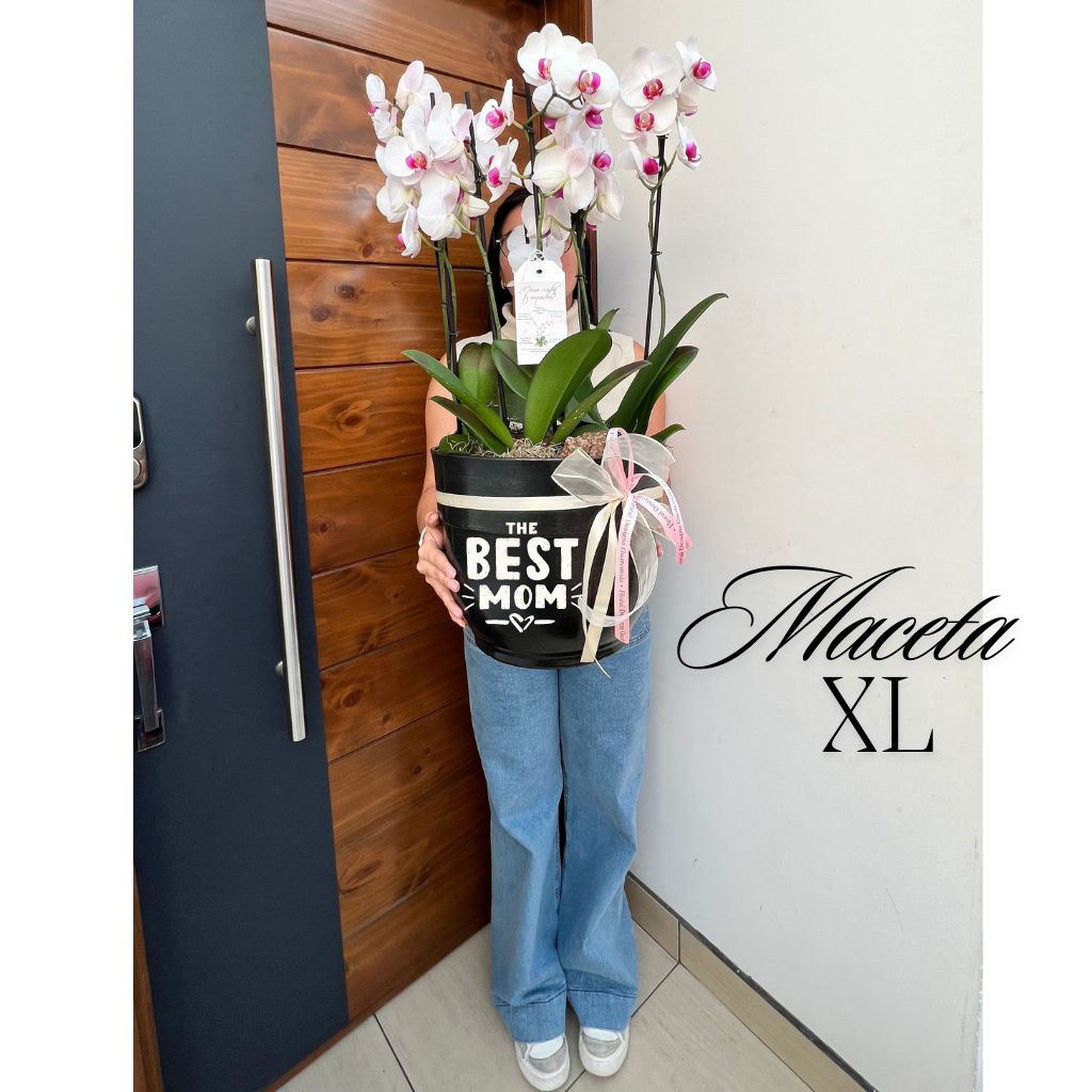 Maceta XL de 4 orquídeas